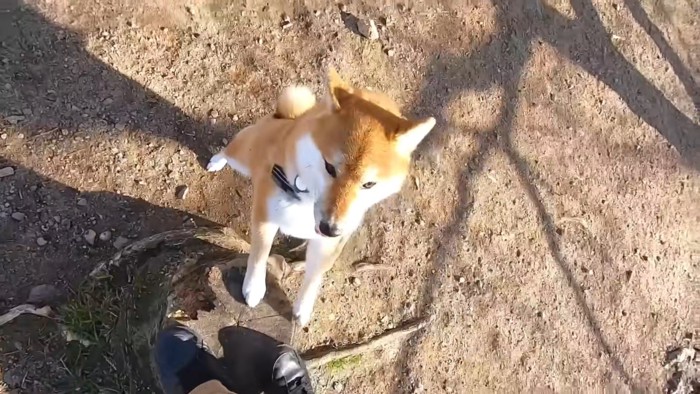 逃げる飼い主さんと追うコマちゃん