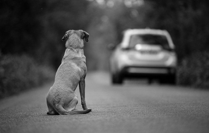 犬を置いて走り去る車