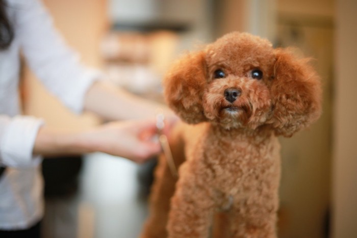 トリミング中の犬