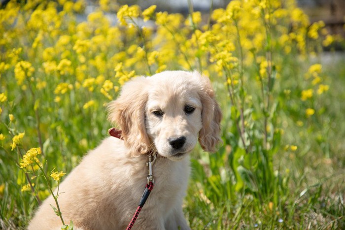 菜の花と犬