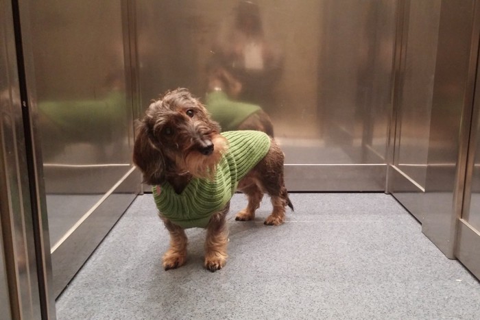 エレベーターに乗っている犬