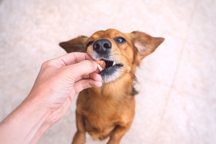 餌を咥えている犬