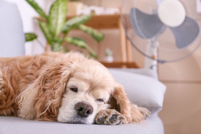 部屋で暑そうにグッタリしている犬