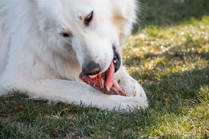 生肉を食べる犬