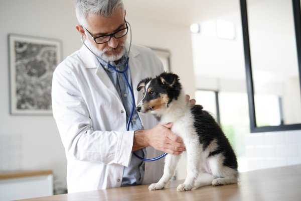 犬のおしっこが適切な回数でない場合の対処法