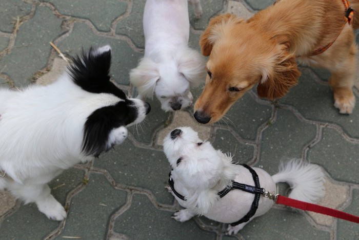 たくさんの犬たち