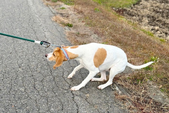 歩くのを拒否する茶白の垂れ耳の犬