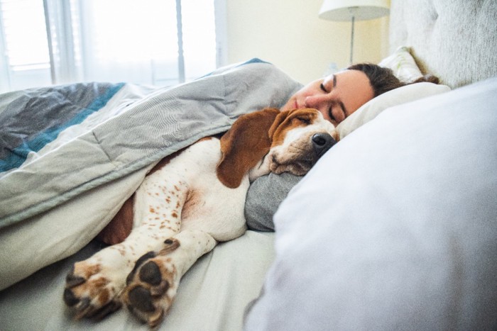 ベッドで添い寝する犬と女性