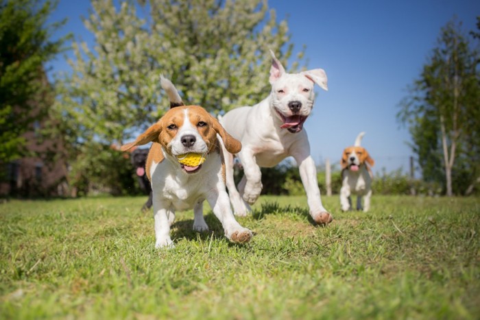 遊ぶ3頭の犬