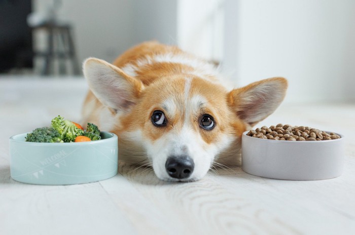 ご飯に手を付けない犬