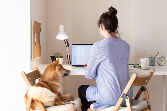 椅子に座って作業を見守る柴犬