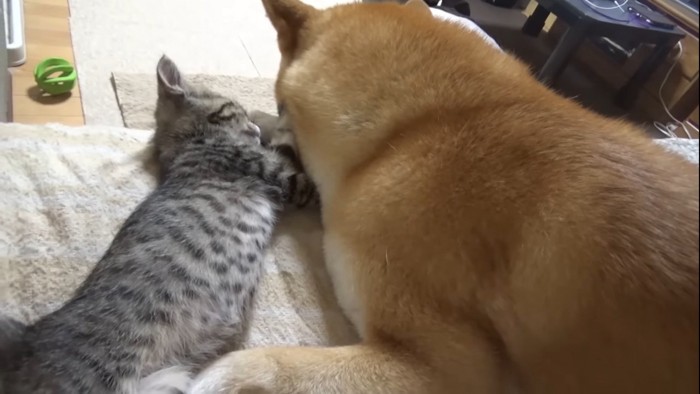 寄り添って寝る柴犬と子猫