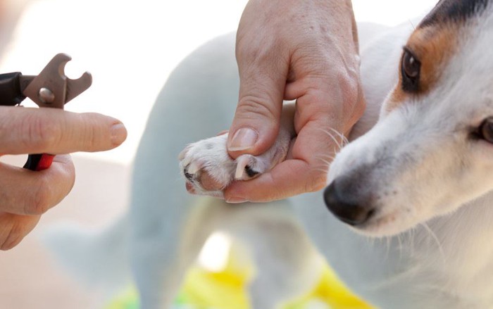 爪切りをされる犬