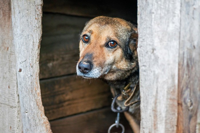 木製の犬小屋の中に茶黒の犬