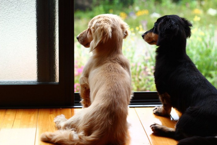 窓辺で外を見る犬