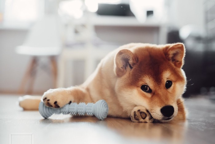 フローリングでおもちゃを手に見つめる柴犬