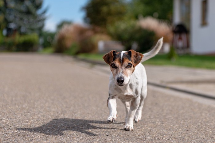 熱いアスファルトの上を歩く犬