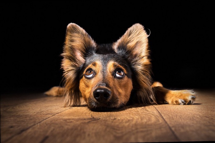 上目遣いで伏せる犬