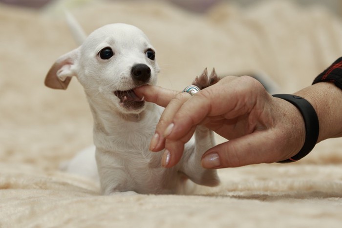 手を甘噛みする子犬