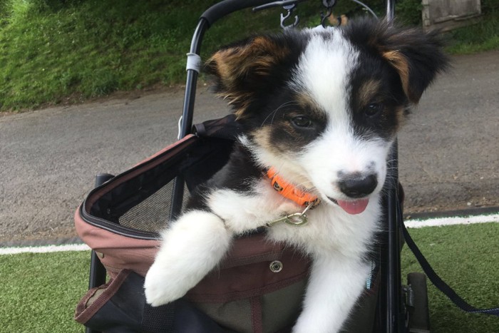 カートから乗り出す子犬