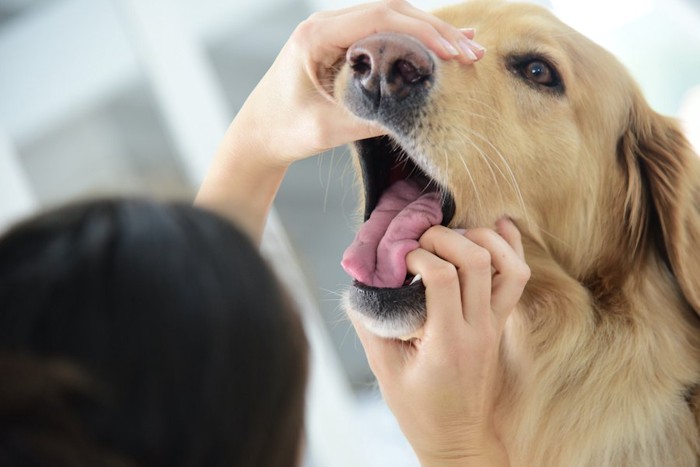 犬の口を開けて調べている人