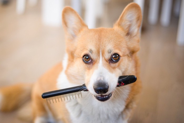 コームを咥える犬