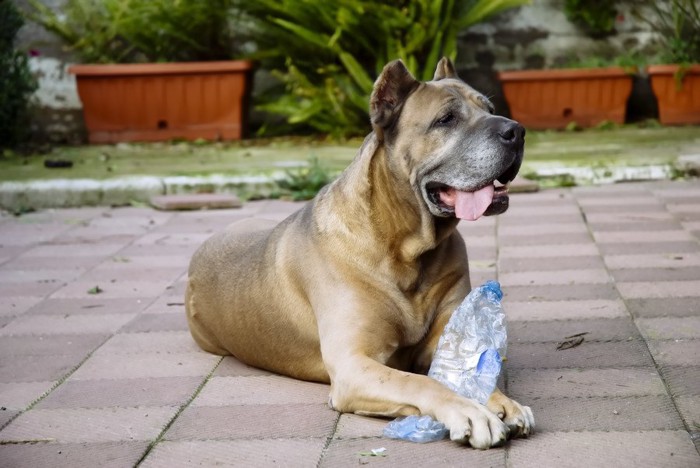 ペットボトルを食べる犬