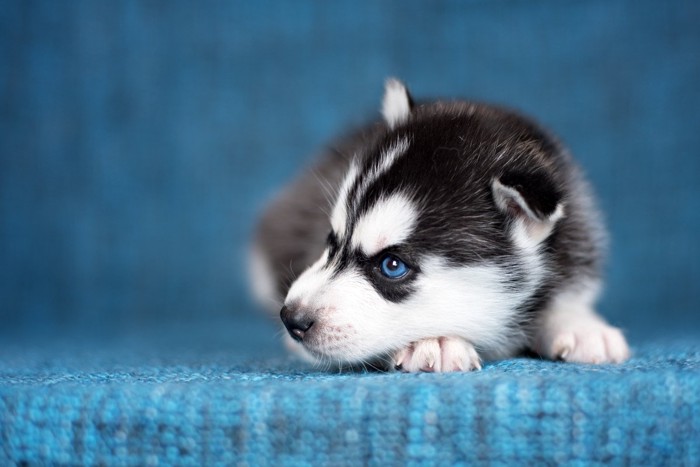 ソファにねそべるハスキーの子犬