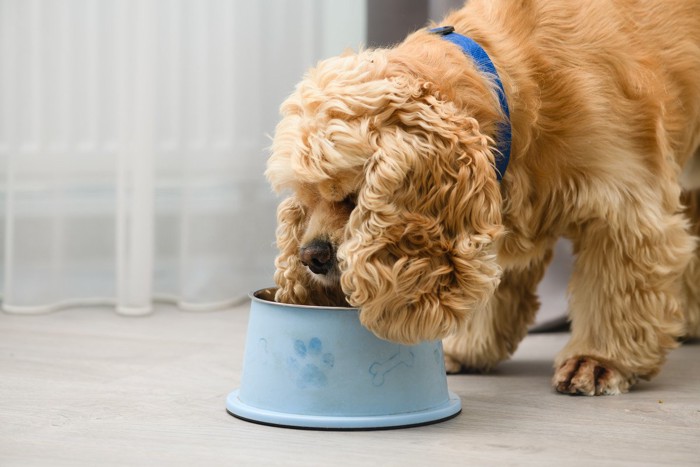 高さのある犬用食器