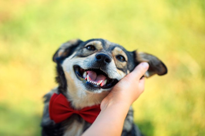 頬を撫でられる笑顔の犬