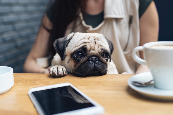 カフェで休む女性と犬