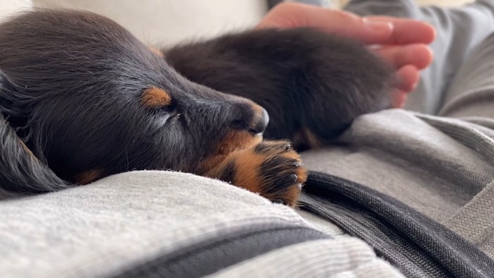 お腹の上で寝る仔犬