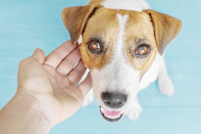 犬を撫でる手