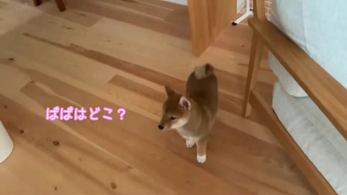 パパさんを探すひなたちゃん