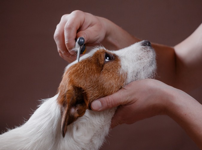 コームで頭を整えられている犬