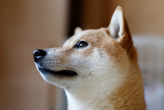 一点を見つめる柴犬の横顔