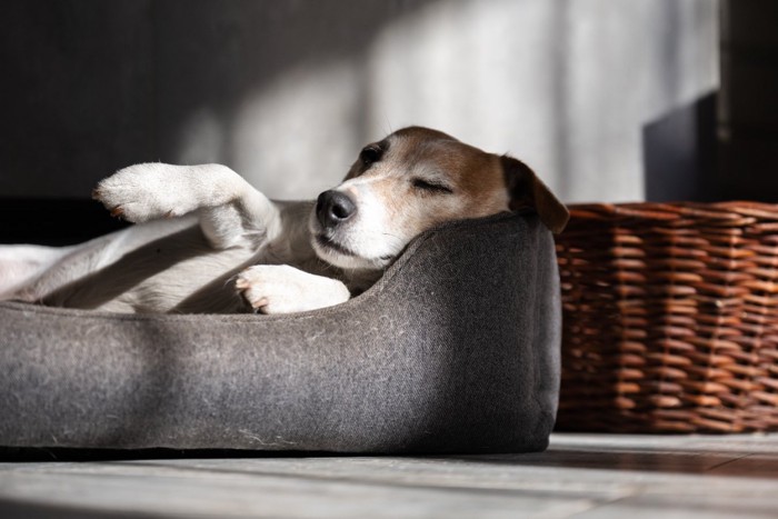 ベッドに横になる犬