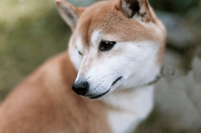 目を合わせようとしない犬