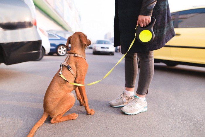 散歩中の犬と車