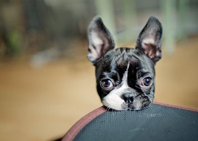 あご乗せしているボストンテリアの子犬