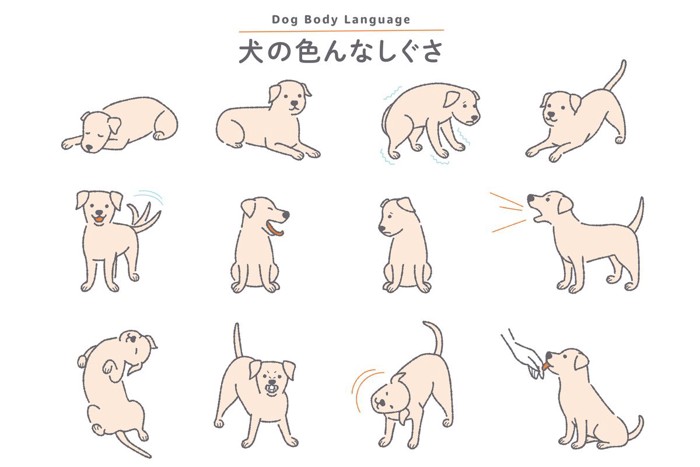 犬の色々なしぐさ