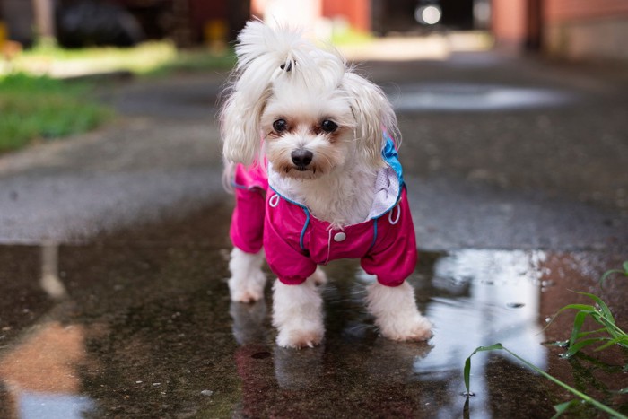 雨上がりの水たまり上に立つ犬