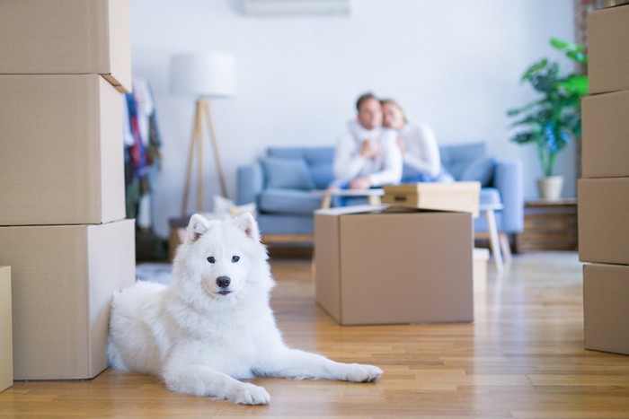 ソファーに座るカップルと引っ越しのダンボールのそばに伏せる犬