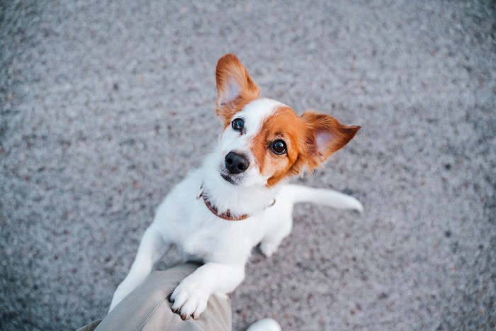 前足でちょんちょんする犬