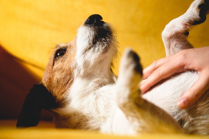 お腹を撫でてもらう犬