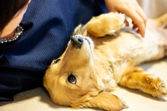 隣で仰向けになる犬