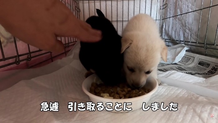 ご飯をモリモリ食べて…