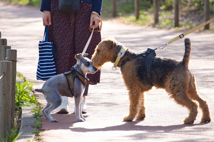 挨拶する犬達