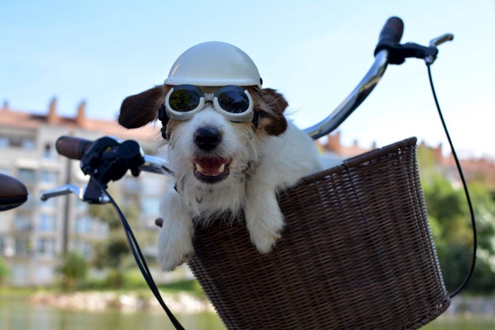 ヘルメットとゴーグルの犬