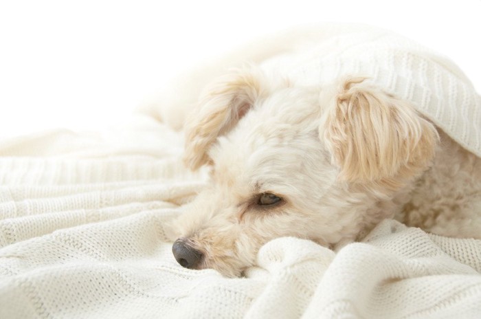 白いブランケットにくるまれて眠る犬